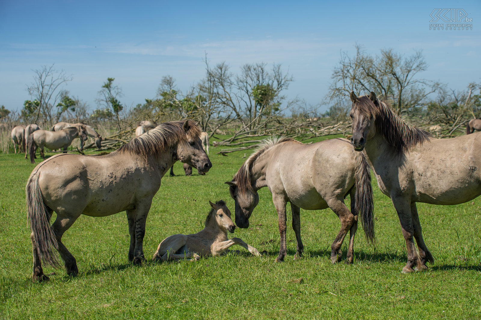 Konik paarden - Oostvaardersplassen De Oostvaardersplassen in Flevoland is het grootste nationale park in Nederland. Het is een groot moerasgebied met rietvlaktes, ruige graslanden en waterplassen waar duizenden vogels zoals ganzen, lepelaars, aalscholvers, reigers, ... vertoeven. 25 jaar geleden werden er ook edelherten, heckrunderen en konik paarden uitgezet. Nu leven er ongeveer 1000 wilde paarden, de grootste populatie in Europa. De konik is van oorsprong een Pools en Wit-Russisch klein wild paard. Ze leven in grote groepen met veel veulens en er is vaak veel interactie en zelfs gevechten. Het is fantastisch om tussen de vele paarden te kunnen vertoeven. Stefan Cruysberghs